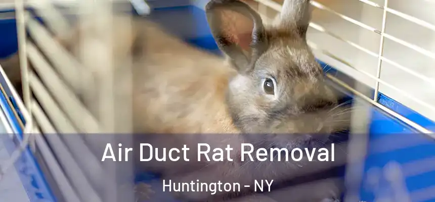  Air Duct Rat Removal Huntington - NY