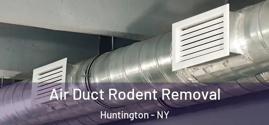  Air Duct Rodent Removal Huntington - NY